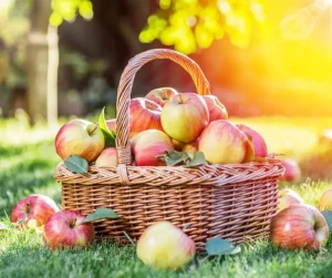 Read more about the article Autumn is here as the nights draw in