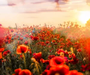 Read more about the article Morning frosts are here…