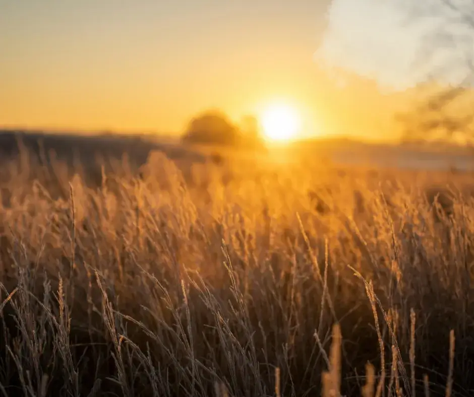 You are currently viewing High temperatures and news from the Landlord…